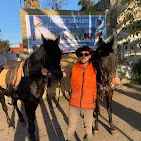 Horse tamaris